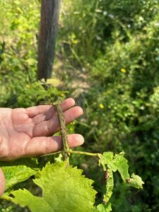 Hand holding hail-damaged grape vine
