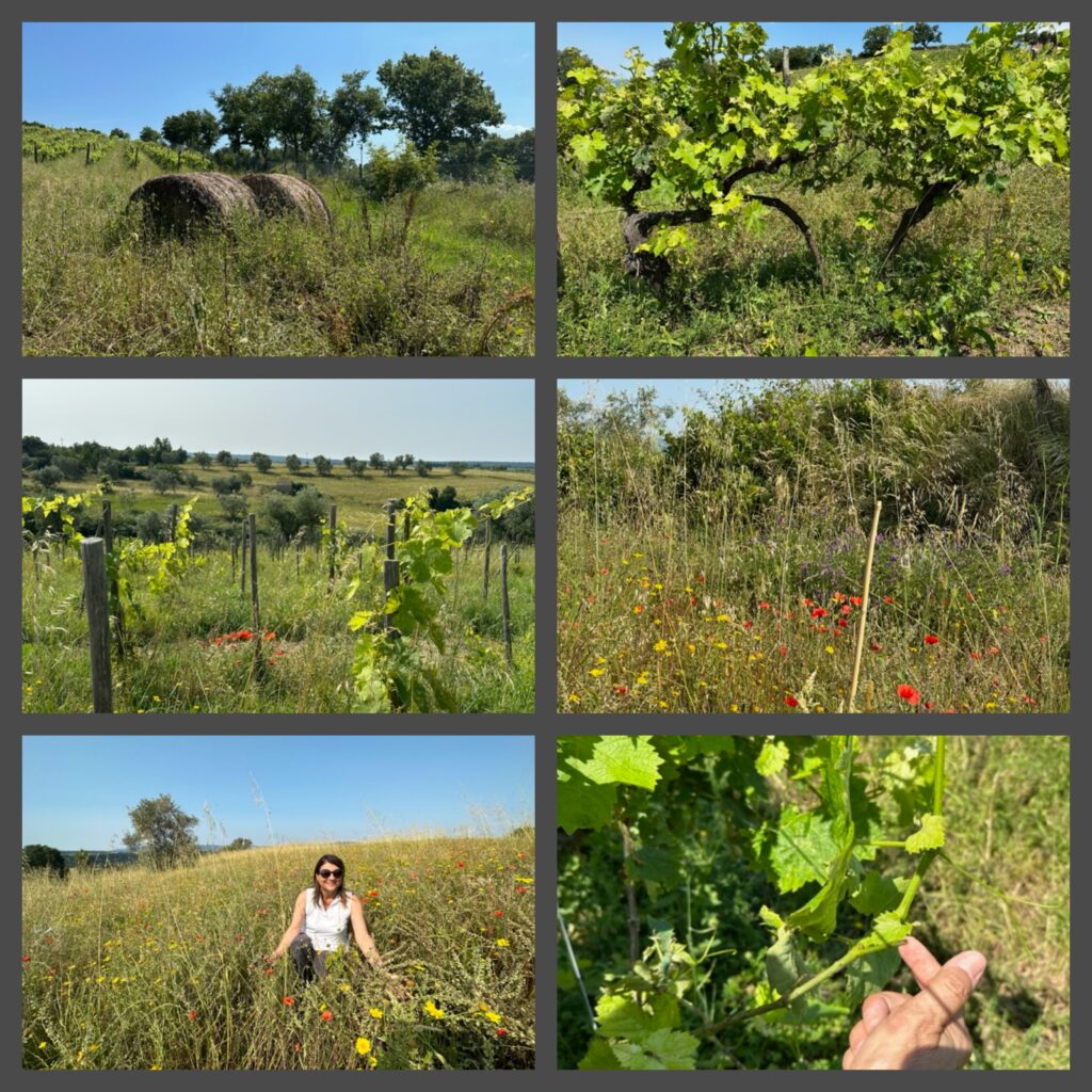 Six view of La Maliosa vineyards