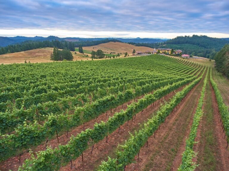 Iris Vineyards drone shot