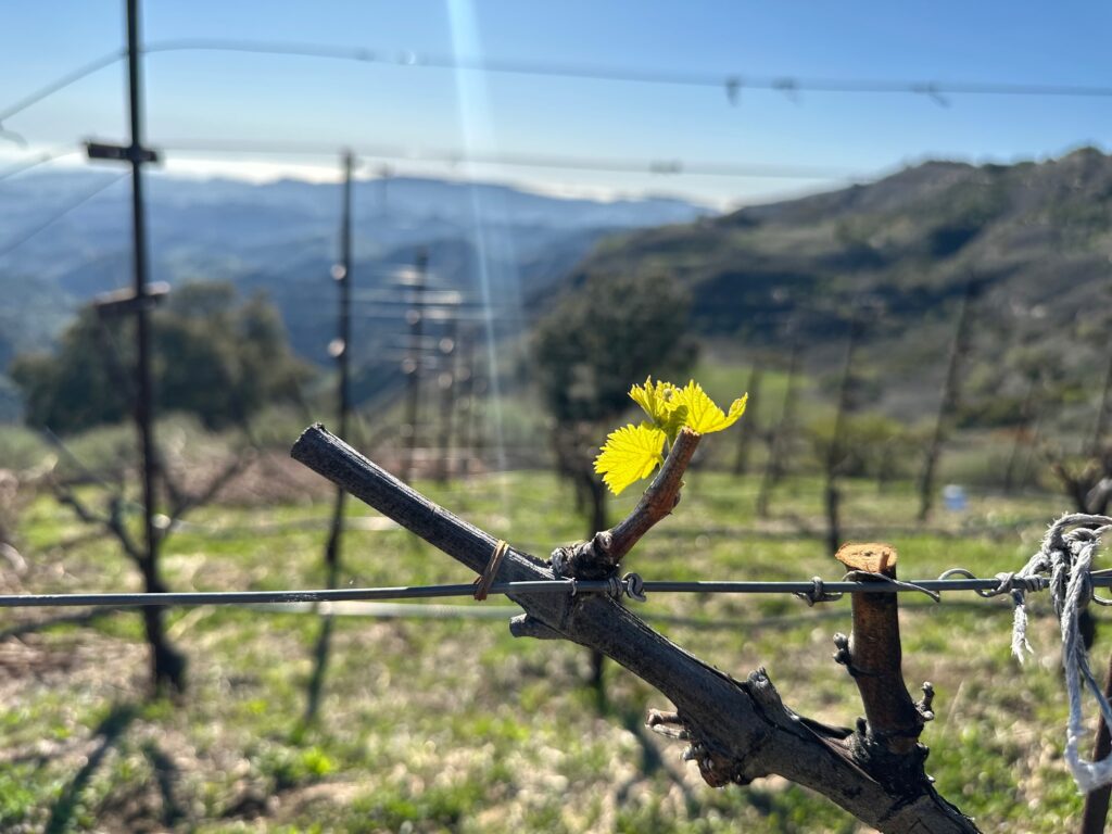 Bud break in Ojai Mountain Estate vineyard with ray of sunshine and wire trellising