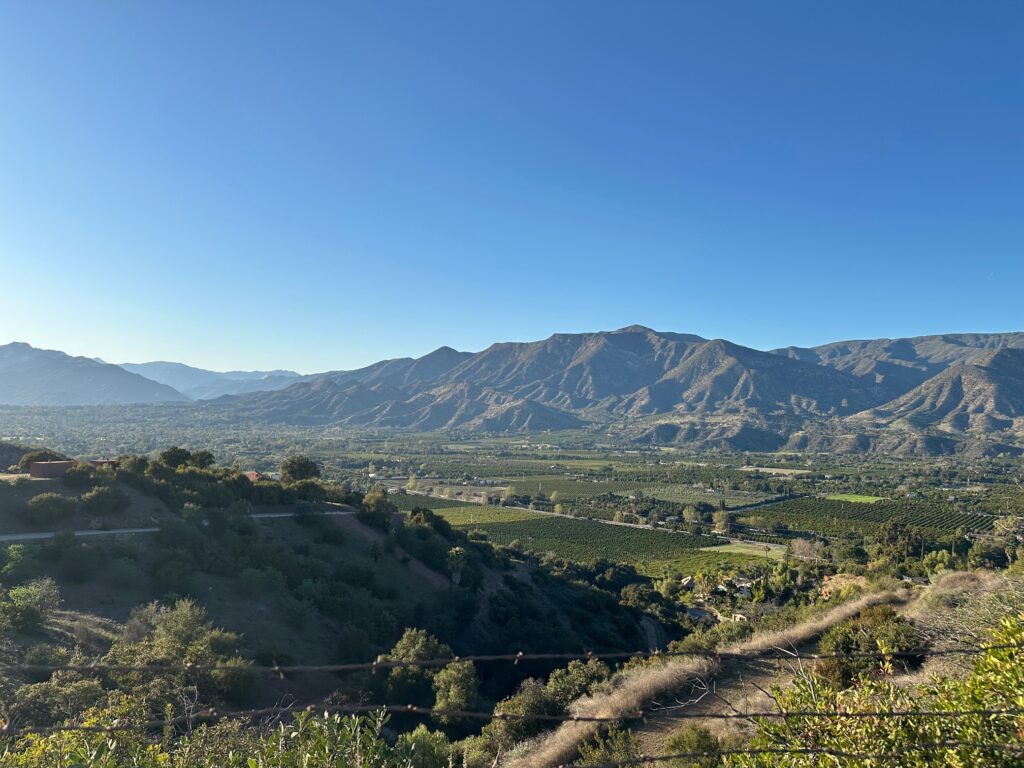 View of Ojai Valley with citrus trees