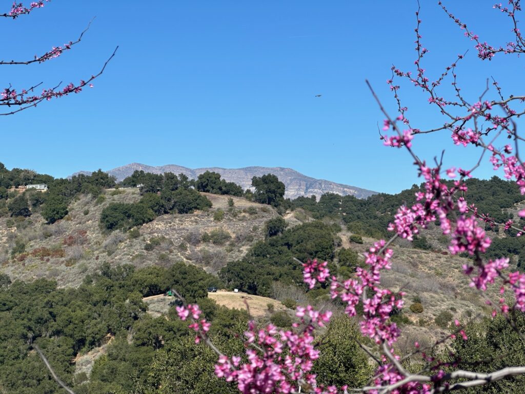 Topatopa moutains viewed from Ojai Mountain Estate winery